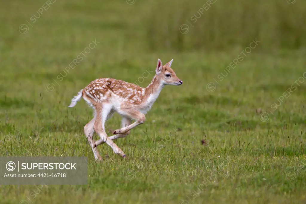 Fallow Deer (Dama dama) fawn, running, Helmingham Hall Deer Park, Suffolk, England, june