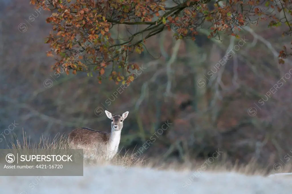 Fallow Deer (Dama dama) doe, standing on frost covered ground, Kent, England, october