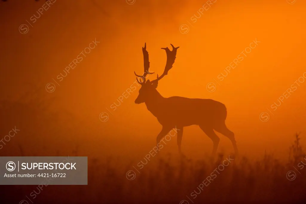 Fallow Deer (Dama dama) buck, walking, silhouetted at dawn, Norfolk, England, october