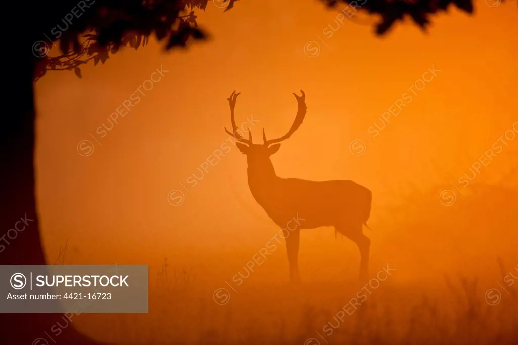 Fallow Deer (Dama dama) buck, standing, silhouetted at dawn, Norfolk, England, october