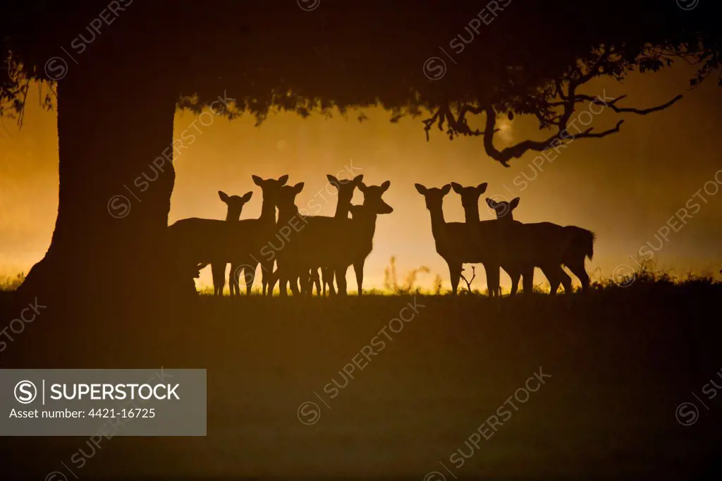 Fallow Deer (Dama dama) does, group silhouetted under tree at dawn, Norfolk, England, october