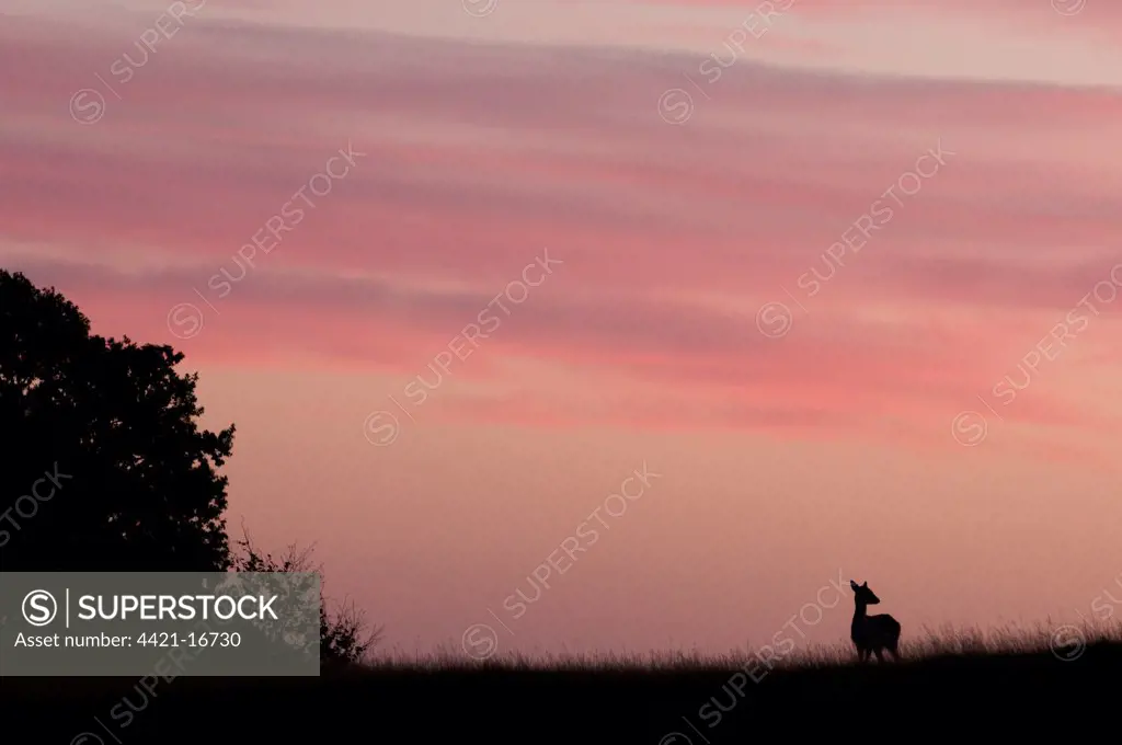 Fallow Deer (Dama dama) doe, silhouetted at sunrise, Kent, England, october