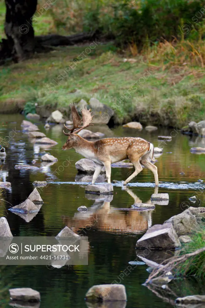 Fallow Deer (Dama dama) buck, crossing brook with reflections, Leicestershire, England, october