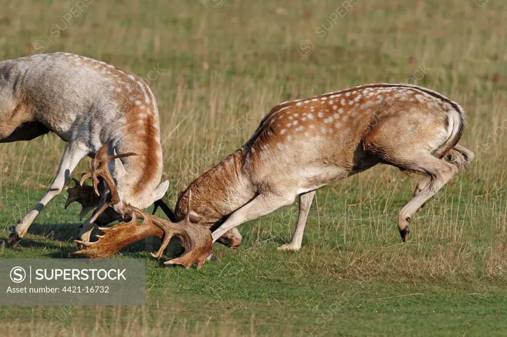 Fallow Deer (Dama dama) two bucks, fighting during rutting season, Leicestershire, England, october