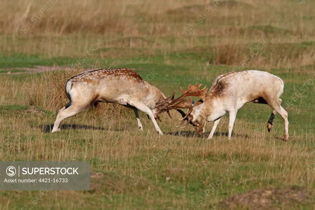 Fallow Deer (Dama dama) two bucks, fighting during rutting season, Leicestershire, England, october