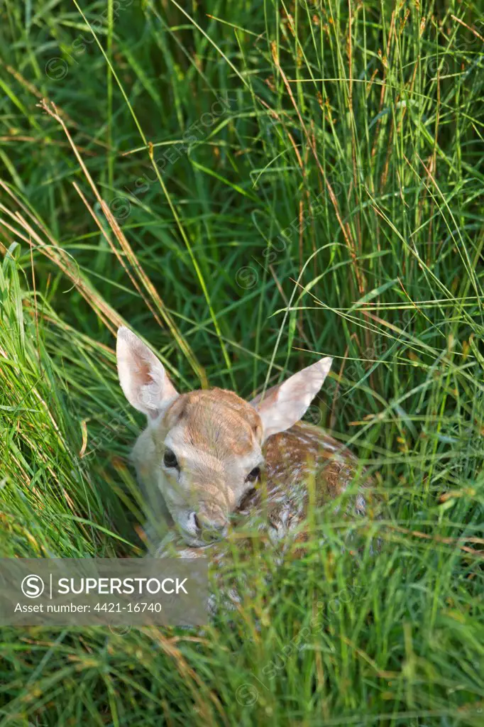Fallow Deer (Dama dama) fawn, resting in grass, Suffolk, England, june
