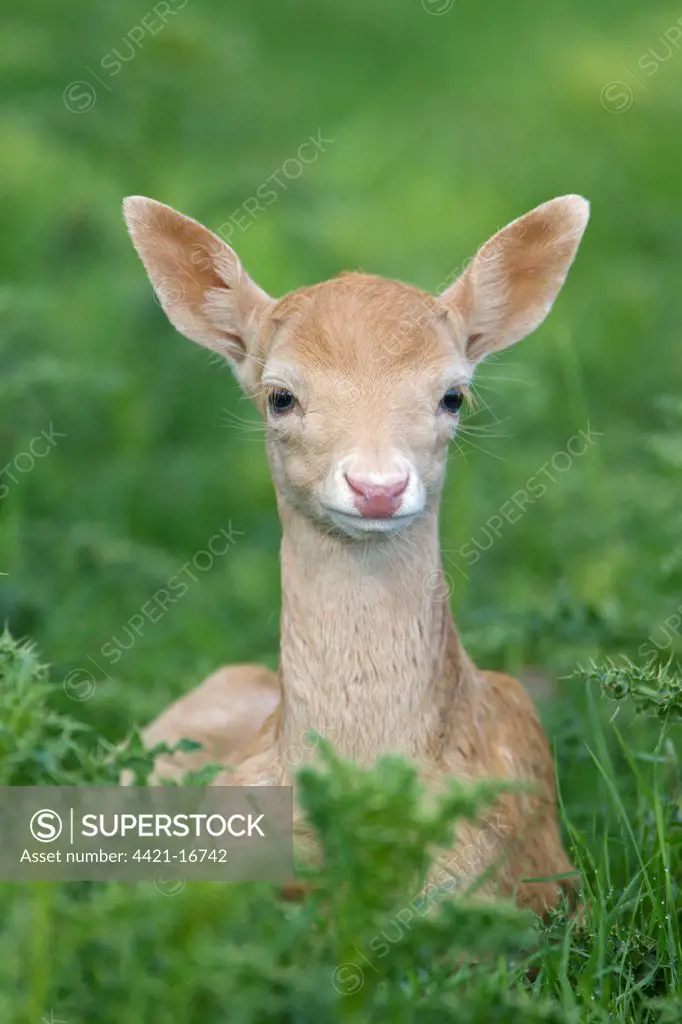 Fallow Deer (Dama dama) pale form, fawn, resting amongst thistles, Suffolk, England, june