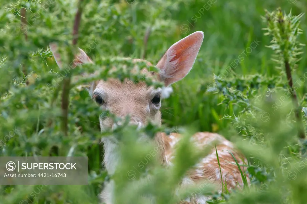 Fallow Deer (Dama dama) fawn, hiding among thistles, Suffolk, England, june