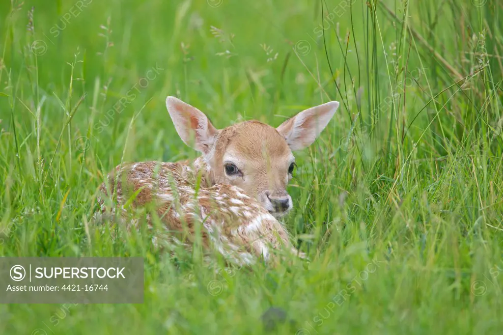 Fallow Deer (Dama dama) fawn, resting in grass, Suffolk, England, june