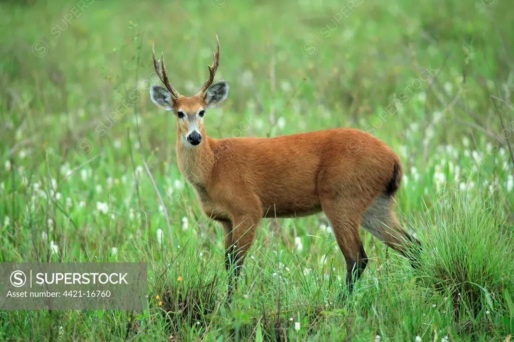 Marsh Deer (Blastocerus dichotomus) adult male, standing in wetland, Pantanal, Mato Grosso, Brazil