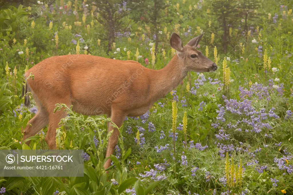 Columbian Black-tailed Deer (Odocoileus hemionus columbianus) doe, feeding amongst wildflowers in mist, Mount Rainier N.P., Washington, U.S.A.