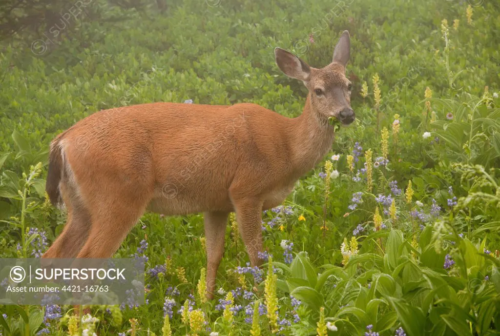 Columbian Black-tailed Deer (Odocoileus hemionus columbianus) doe, feeding amongst wildflowers in mist, Mount Rainier N.P., Washington, U.S.A.