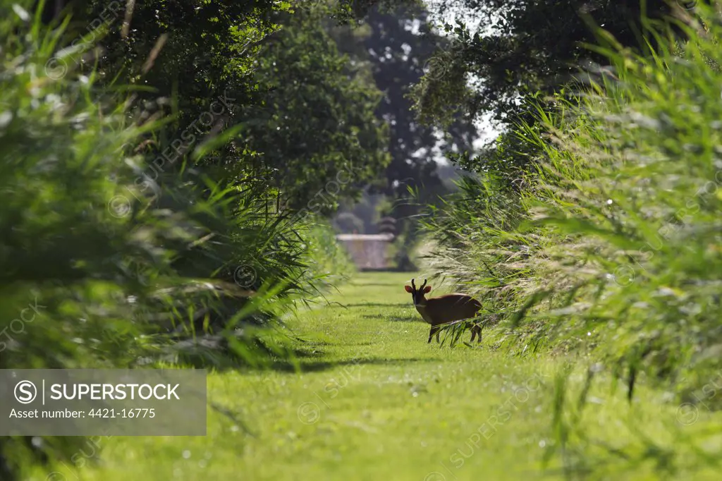 Chinese Muntjac (Muntiacus reevesi) introduced species, adult male, standing on ride path in fenland habitat, Woodwalton Fen, Cambridgeshire, England, july