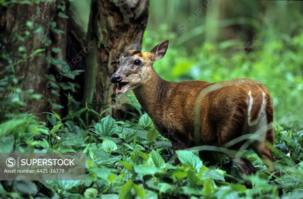 Indian Muntjac (Muntiacus muntjak) adult female, standing in vegetation, Thai Forestry Department Rescue Centre, near Chaing Mai, Thailand