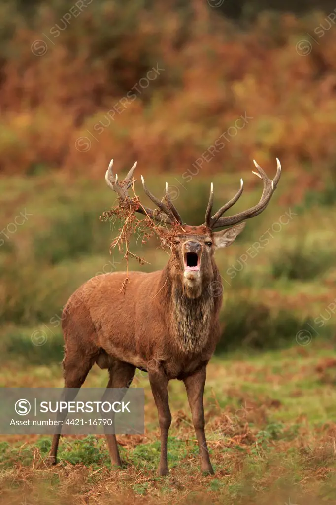 Red Deer (Cervus elaphus) stag, roaring, with bracken on antlers, during rutting season, Bradgate Park, Leicestershire, England