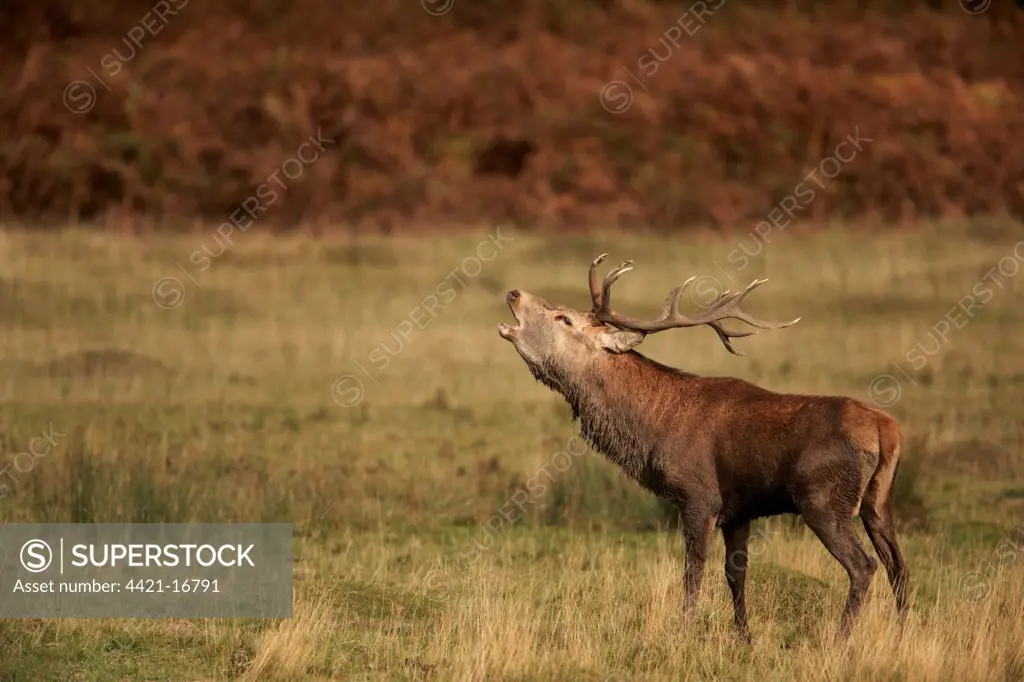 Red Deer (Cervus elaphus) stag, roaring, during rutting season, Bradgate Park, Leicestershire, England