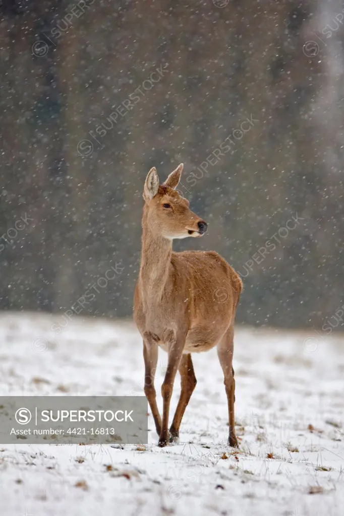Red Deer (Cervus elaphus) hind, walking in snow during snowfall, Suffolk, England, february
