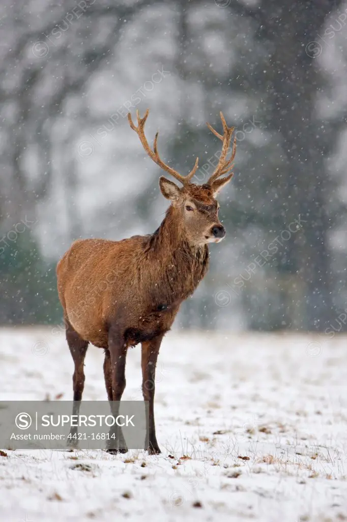Red Deer (Cervus elaphus) stag, standing in snow during snowfall, Suffolk, England, february