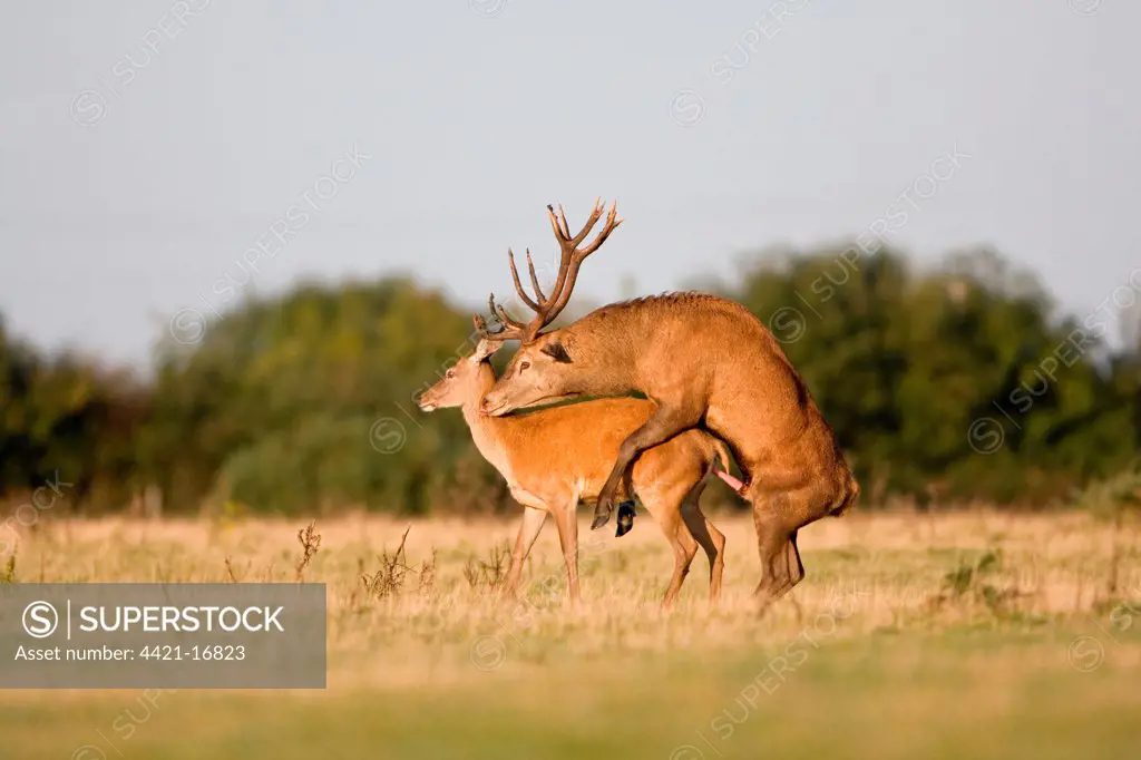 Red Deer (Cervus elaphus) stag and hind, mating, Minsmere RSPB Reserve, Suffolk, England, october