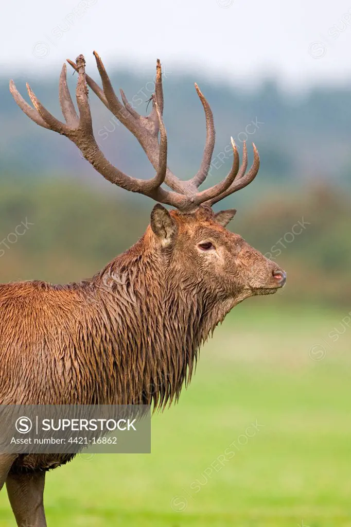 Red Deer (Cervus elaphus) stag, muddy from wallowing, close-up of head and neck, during rutting season, Minsmere RSPB Reserve, Suffolk, England, october