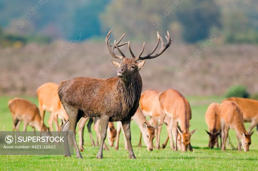 Red Deer (Cervus elaphus) stag, muddy from wallowing, with harem of hinds during rutting season, Minsmere RSPB Reserve, Suffolk, England, october