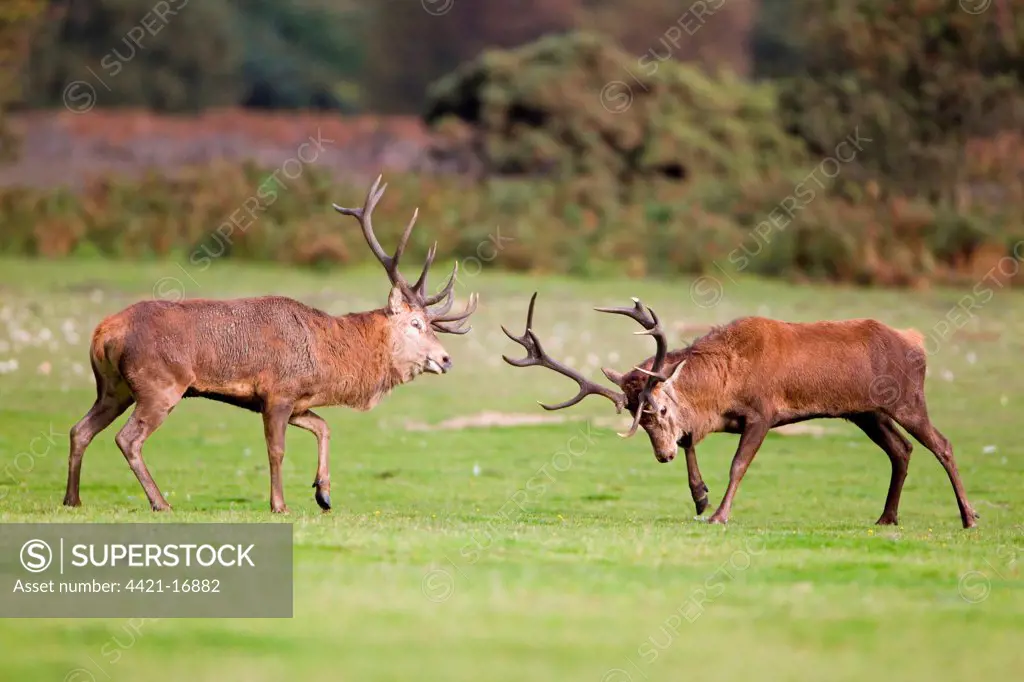Red Deer (Cervus elaphus) two stags, fighting, during rutting season, Minsmere RSPB Reserve, Suffolk, England, october
