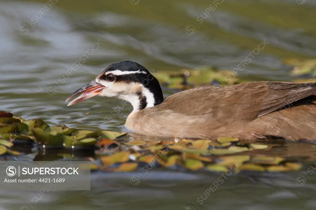 Sungrebe (Heliornis fulica) adult, swimming, Pantanal, Mato Grosso, Brazil