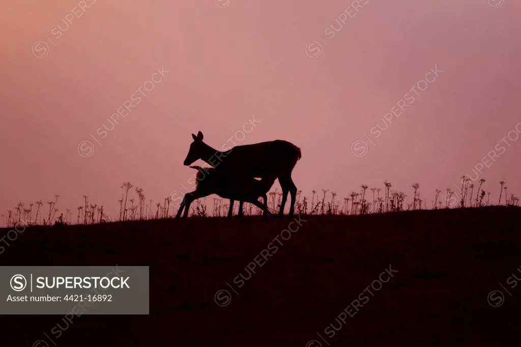 Red Deer (Cervus elaphus) hind with four month old calf suckling, silhouetted at sunset, Minsmere RSPB Reserve, Suffolk, England, october