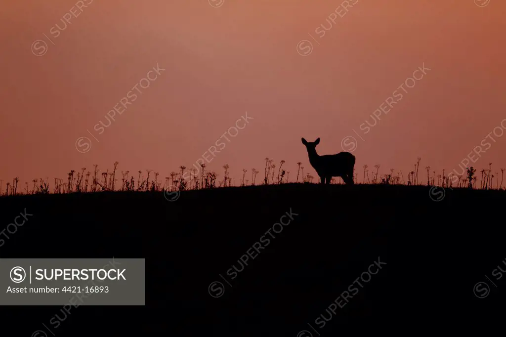 Red Deer (Cervus elaphus) four month old calf, silhouetted st sunset, Minsmere RSPB Reserve, Suffolk, England, october