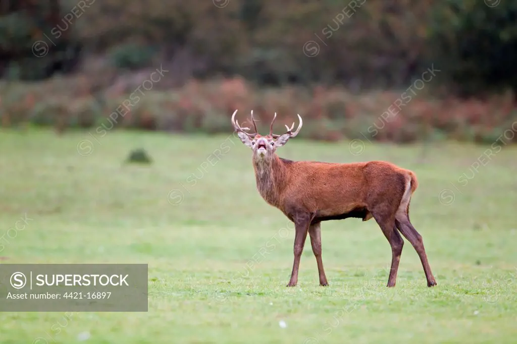 Red Deer (Cervus elaphus) stag, in flehmen response, during rutting season, Minsmere RSPB Reserve, Suffolk, England, october