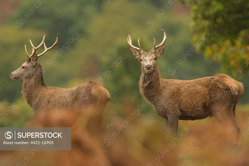 Red Deer (Cervus elaphus) two stags, standing in rainstorm, during rutting season, Bradgate Park, Leicestershire, England, november