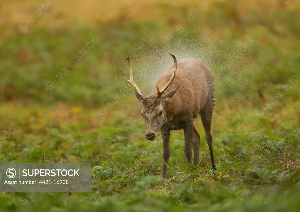 Red Deer (Cervus elaphus) stag, shaking water from coat after rainstorm, during rutting season, Bradgate Park, Leicestershire, England, november