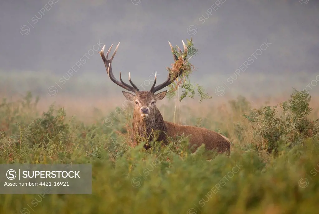 Red Deer (Cervus elaphus) stag, with bracken on antlers from thrashing vegetation during rut, Richmond Park, London, England, october