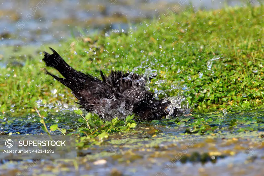 European Blackbird (Turdus merula) adult male, bathing in pond, Norfolk, England, october