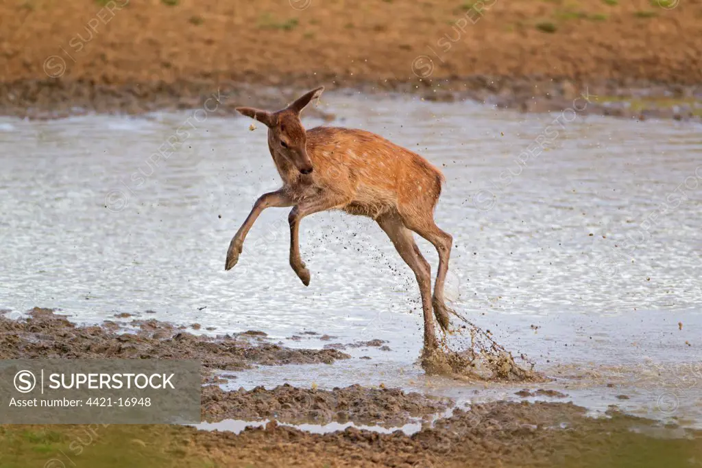 Red Deer (Cervus elaphus) calf, jumping through water, during rutting season, Minsmere RSPB Reserve, Suffolk, England, october