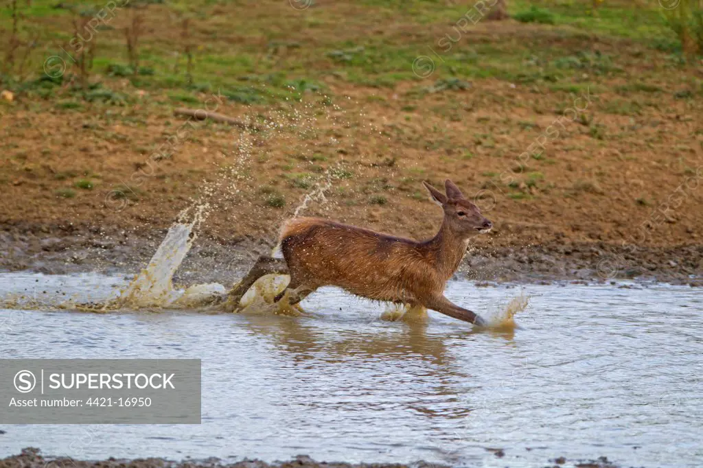Red Deer (Cervus elaphus) calf, running through water, during rutting season, Minsmere RSPB Reserve, Suffolk, England, october