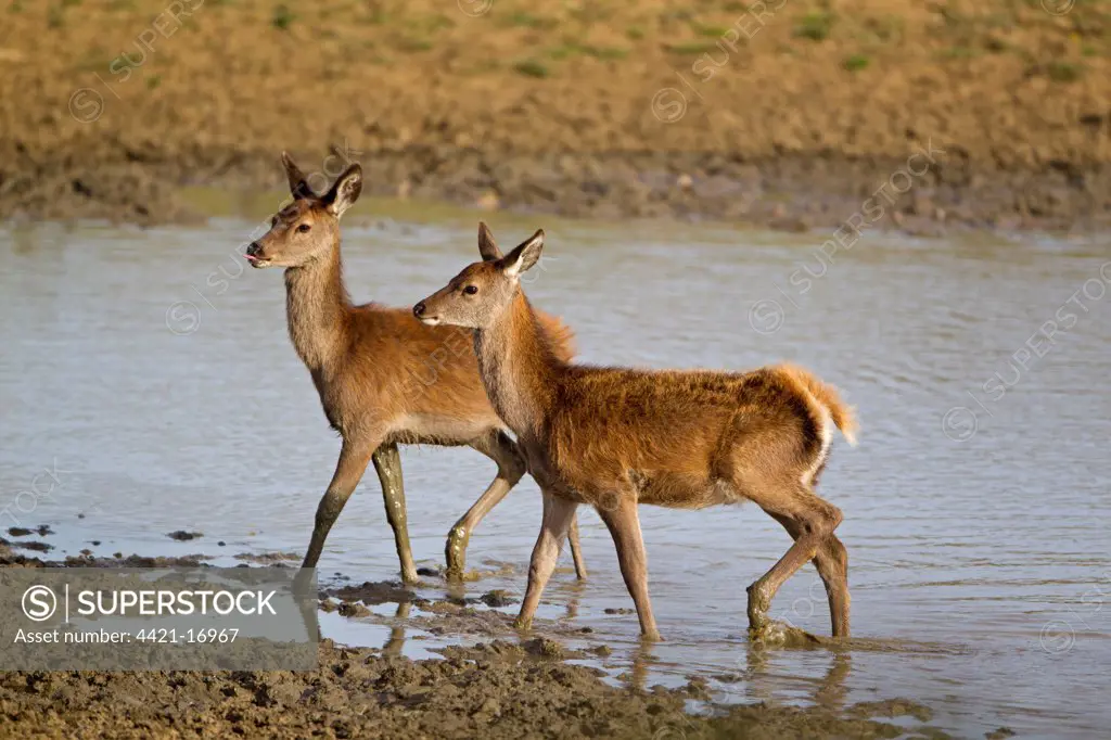 Red Deer (Cervus elaphus) two calves, wading in pool, during rutting season, Minsmere RSPB Reserve, Suffolk, England, october