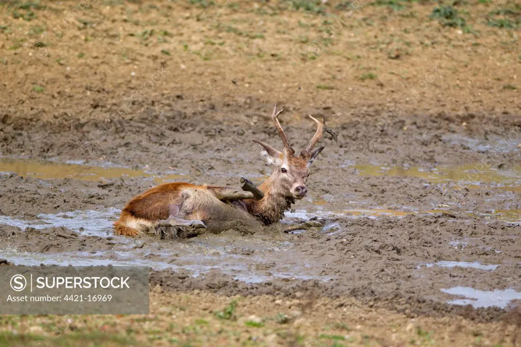 Red Deer (Cervus elaphus) stag, wallowing, during rutting season, Minsmere RSPB Reserve, Suffolk, England, october