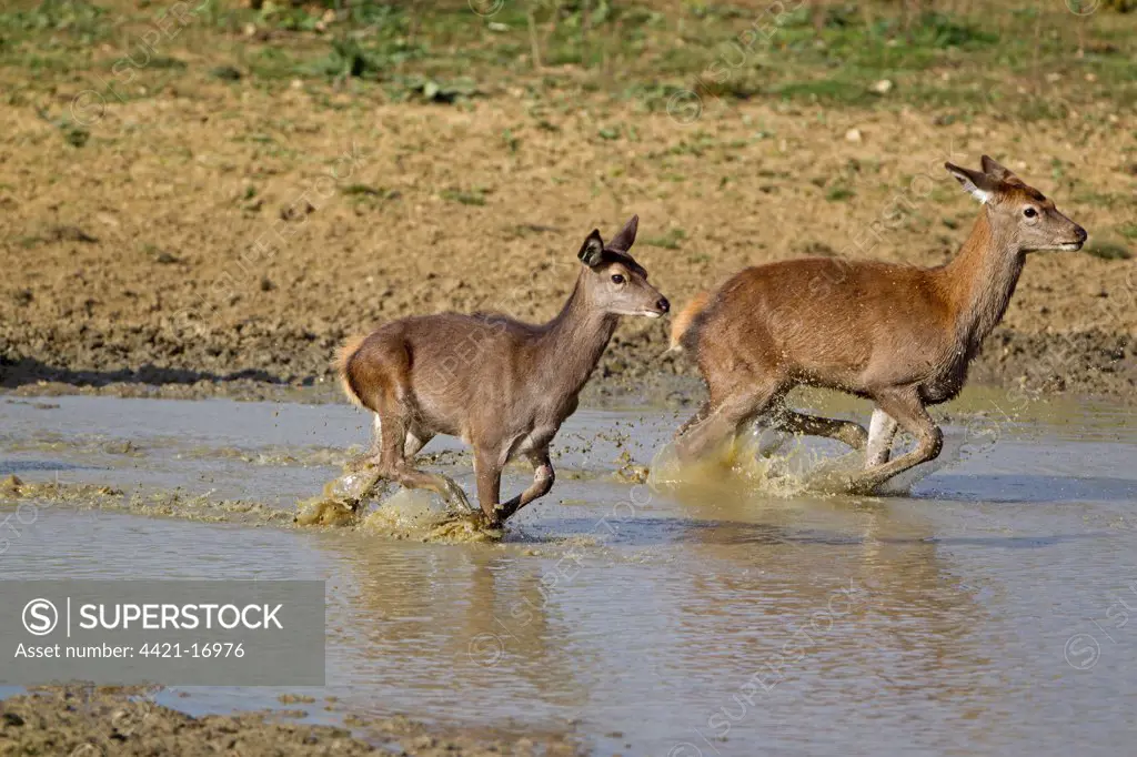 Red Deer (Cervus elaphus) two calves, running through water, during rutting season, Minsmere RSPB Reserve, Suffolk, England, october