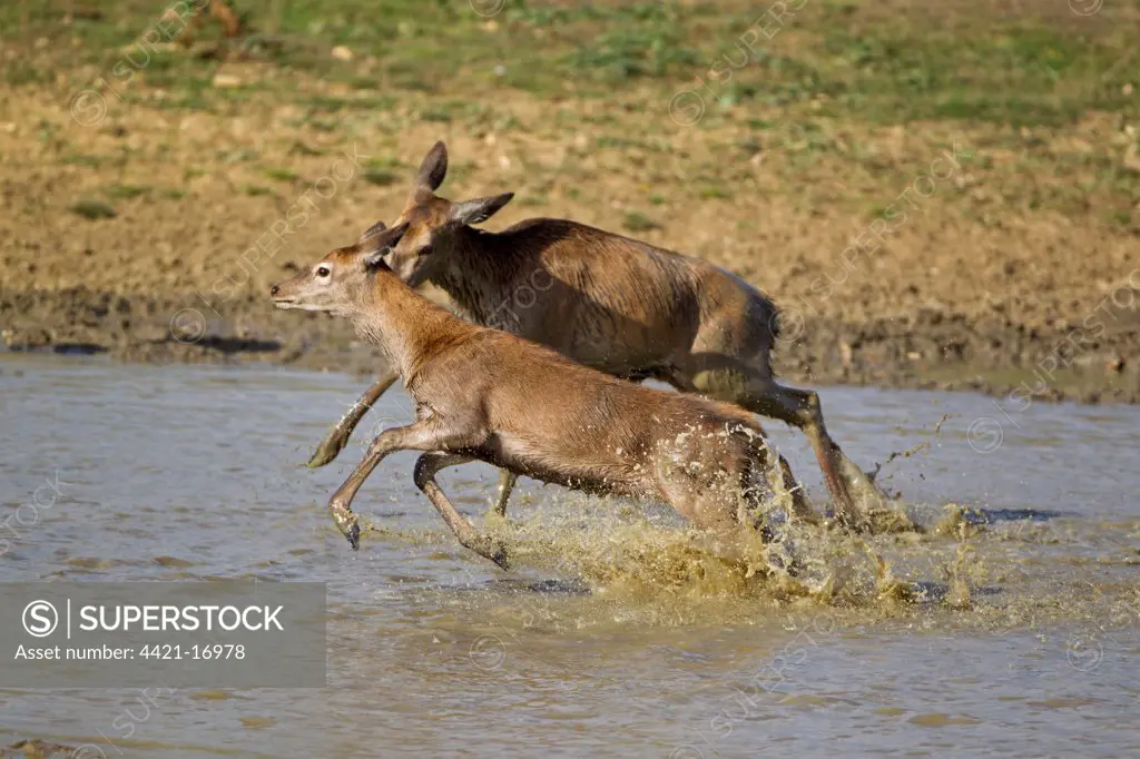 Red Deer (Cervus elaphus) hind with calf, running through water, during rutting season, Minsmere RSPB Reserve, Suffolk, England, october