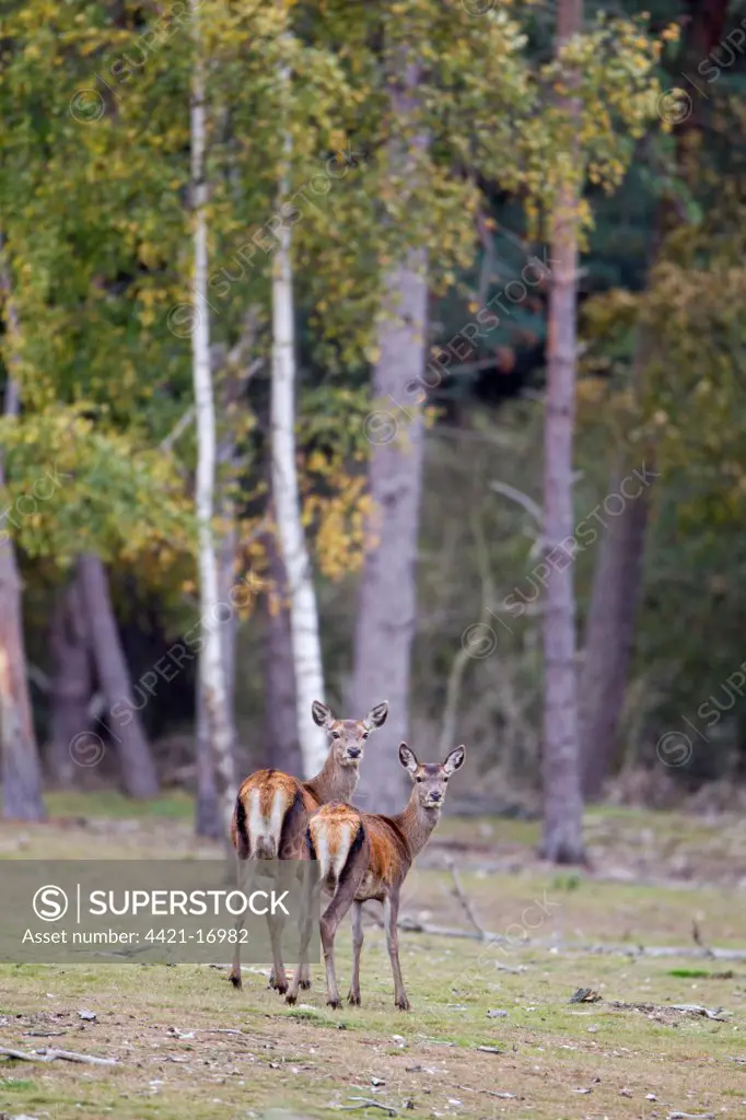 Red Deer (Cervus elaphus) hind with calf, standing in woodland clearing, during rutting season, Minsmere RSPB Reserve, Suffolk, England, october