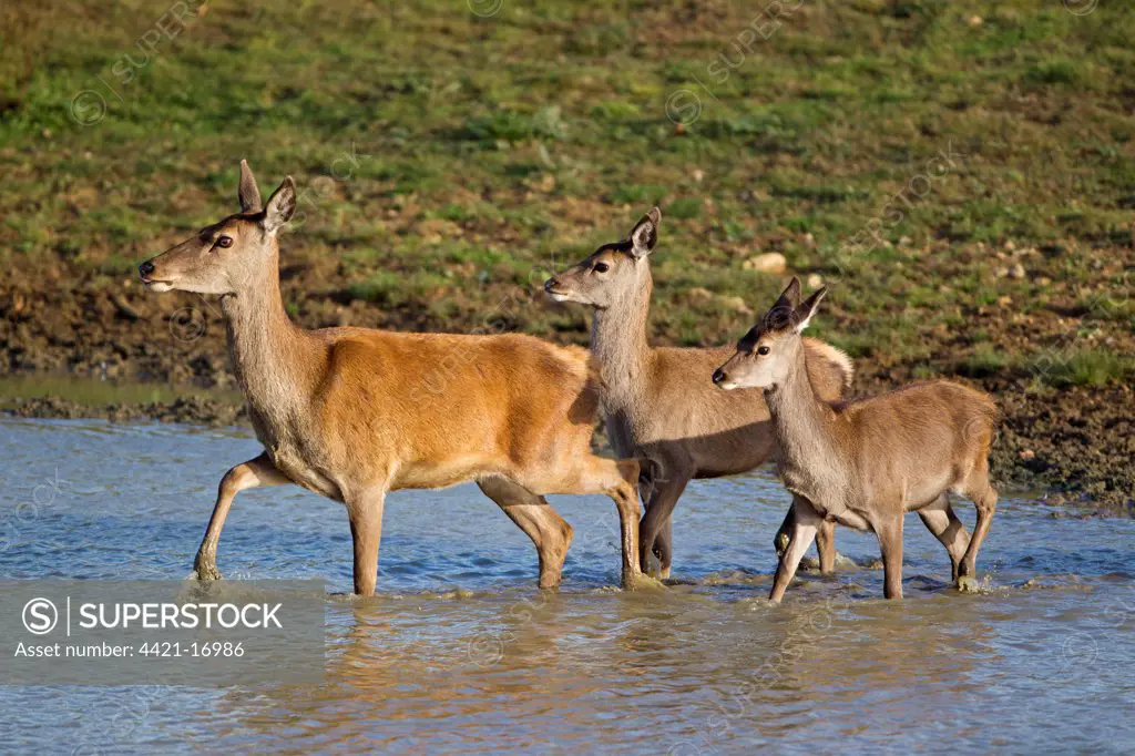 Red Deer (Cervus elaphus) hind with two calves, wading in pool, during rutting season, Minsmere RSPB Reserve, Suffolk, England, october