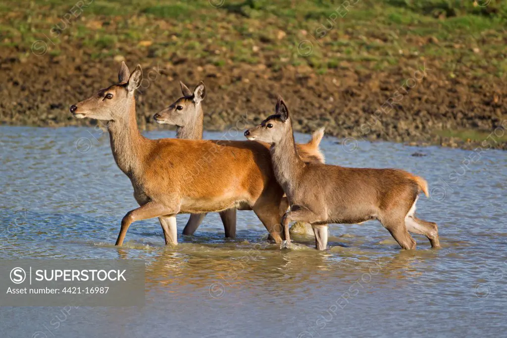 Red Deer (Cervus elaphus) hind with two calves, wading in pool, during rutting season, Minsmere RSPB Reserve, Suffolk, England, october