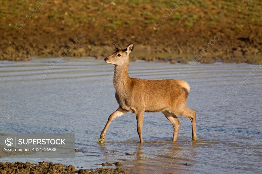 Red Deer (Cervus elaphus) calf, wading in pool, during rutting season, Minsmere RSPB Reserve, Suffolk, England, october