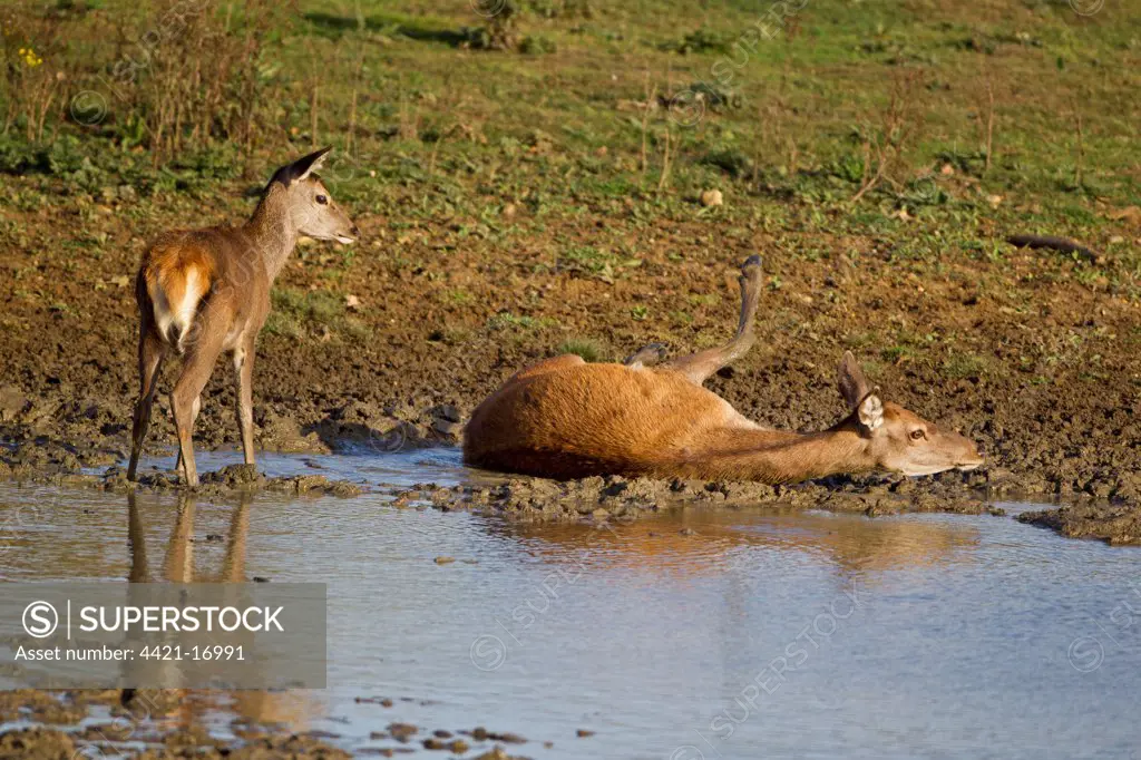 Red Deer (Cervus elaphus) hind with calf, wallowing in mud, during rutting season, Minsmere RSPB Reserve, Suffolk, England, october