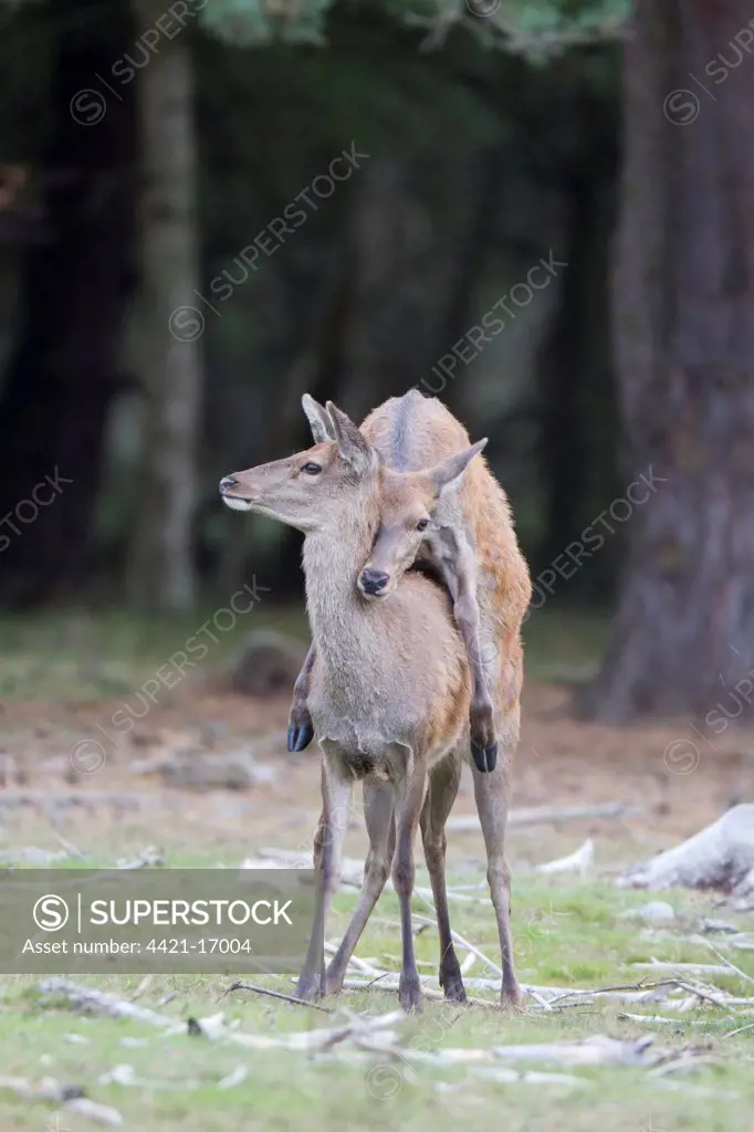 Red Deer (Cervus elaphus) hind mounting another hind, 'bulling' behaviour during rutting season, Minsmere RSPB Reserve, Suffolk, England, october