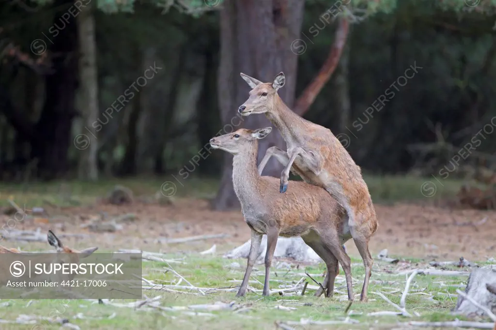 Red Deer (Cervus elaphus) hind mounting another hind, 'bulling' behaviour during rutting season, Minsmere RSPB Reserve, Suffolk, England, october