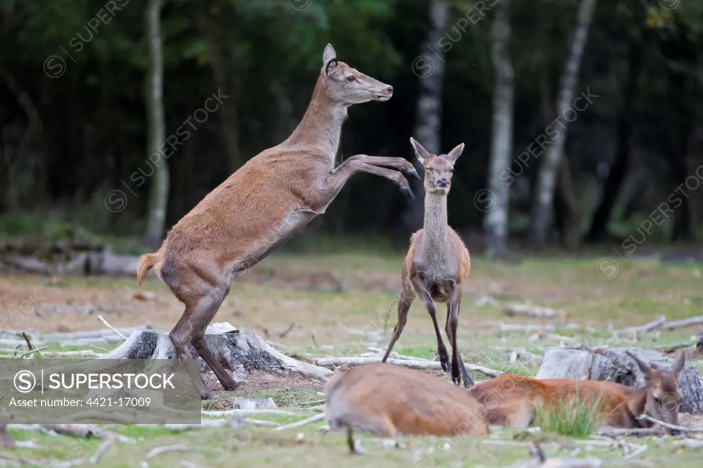 Red Deer (Cervus elaphus) hind kicking calf, during rutting season, Minsmere RSPB Reserve, Suffolk, England, october