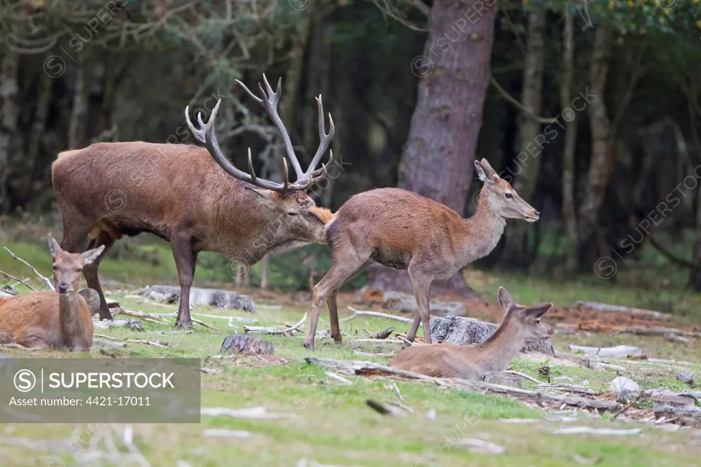 Red Deer (Cervus elaphus) adult pair, stag tasting hind during rutting season, Minsmere RSPB Reserve, Suffolk, England, october