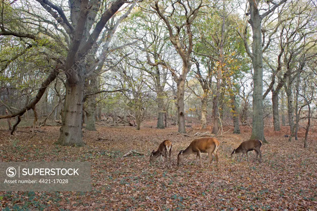 Red Deer (Cervus elaphus) hind and two yearling calves, feeding in woodland habitat, Minsmere RSPB Reserve, Suffolk, England, november
